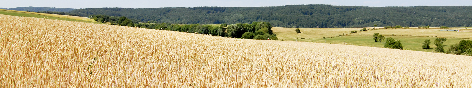 Weizenfeld, im Hintergrund Wald ©DLR